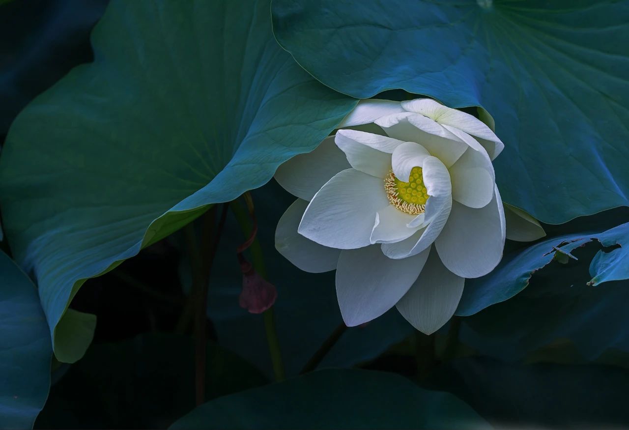 詩(shī)詞丨你是哪種氣質(zhì)的人，就是哪種花(圖8)