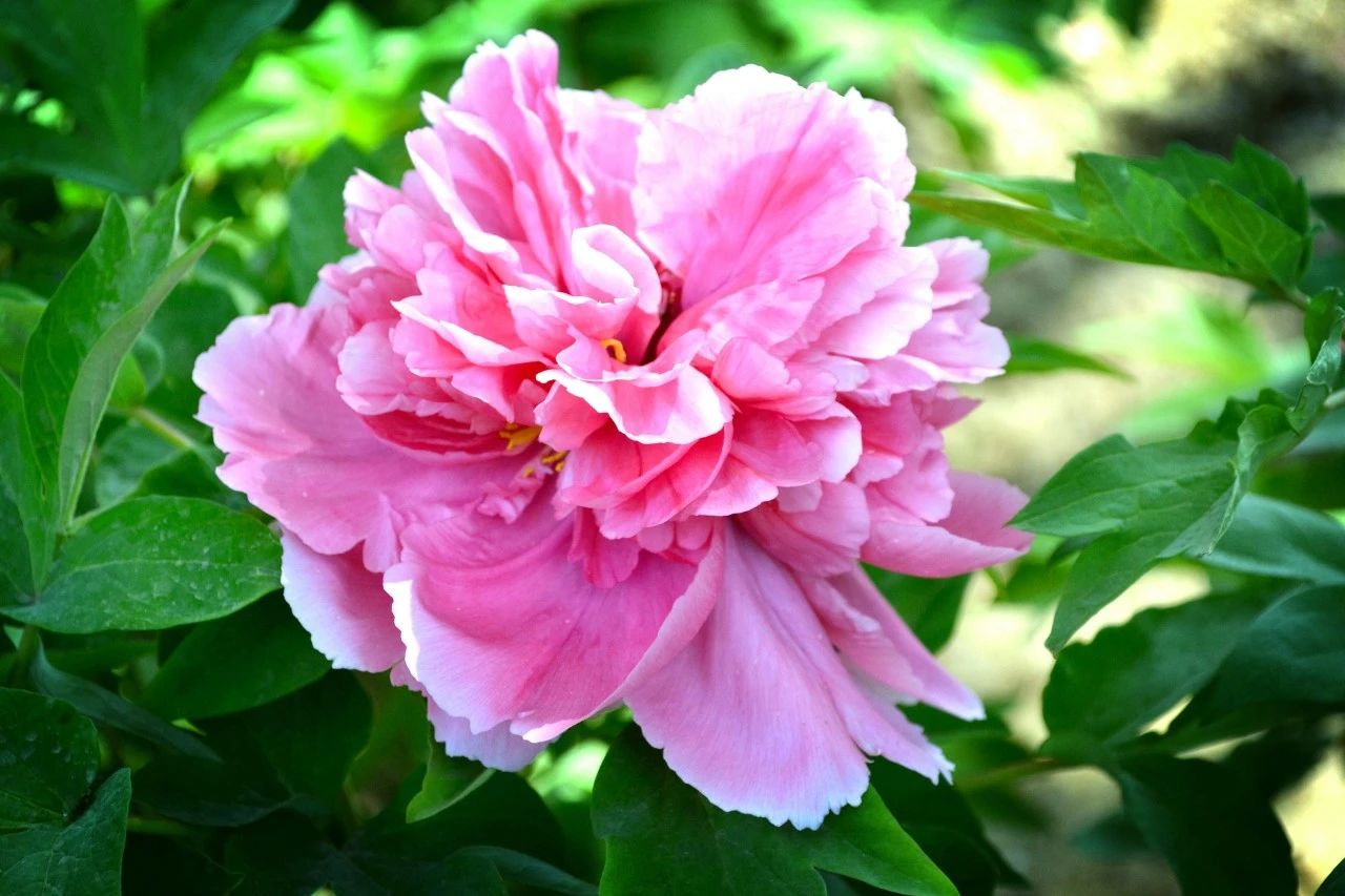 詩(shī)詞丨你是哪種氣質(zhì)的人，就是哪種花(圖2)