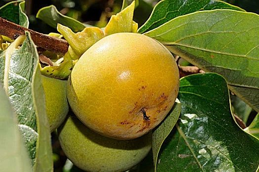 認(rèn)識(shí)苦味：白酒風(fēng)味的雙刃劍(圖7)