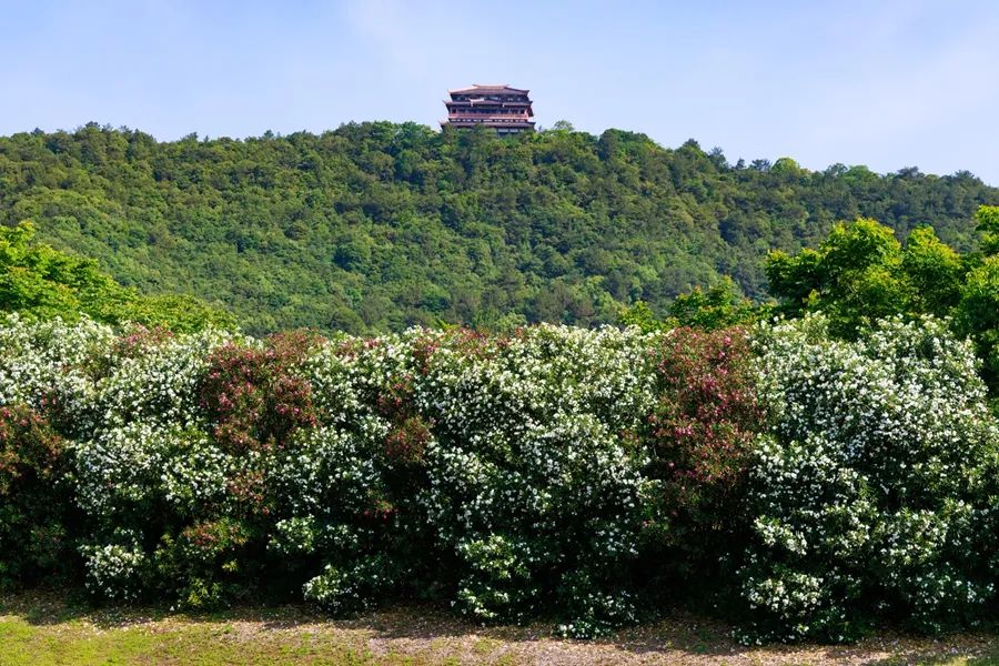 不要碰！不要摘！這種花已在街頭出現(xiàn)(圖3)