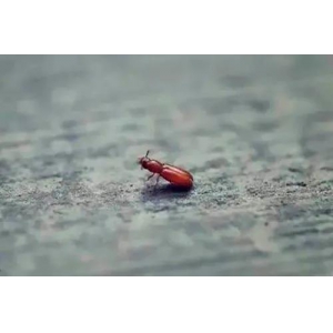 曲蚊，用生命為醬酒賦能