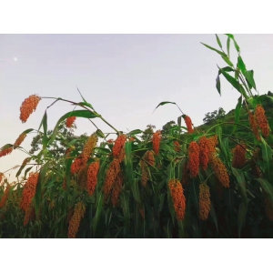 商務部：鼓勵家庭根據(jù)需要儲存一定數(shù)量的生活必需品，滿足日常生