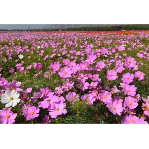 盛開的格?；?></div>
                  <div   id=