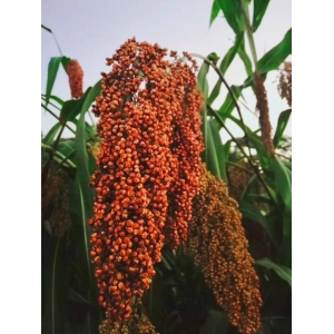 菽、粟、黍、稻、稷到底是什么？