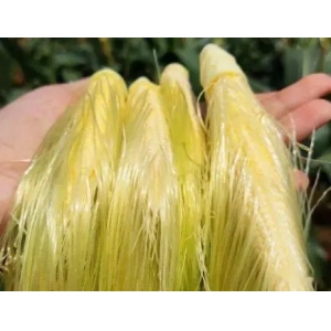 “玉米須”是個(gè)寶，用它煮水喝，或能幫助解決這7個(gè)問題