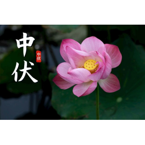 今日中伏，三忌，三宜，三秘訣，過好最熱20天