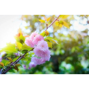 史上最美的30首短詩(shī)，首首經(jīng)典，誰(shuí)讀了都會(huì)心醉！