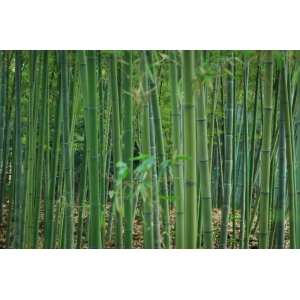 簾動夏風起，心靜自清涼