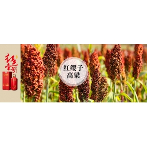 小年話醬酒：釀優(yōu)質醬酒為什么一定要紅纓子糯高粱？