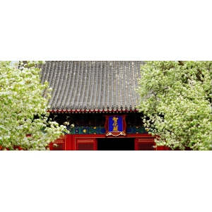 紅墻黑瓦，梨花堆雪，北京這處古剎火爆到限流