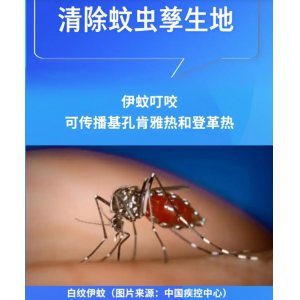 科學(xué)與健康｜清積水，滅蚊蟲！基孔肯雅熱這樣防