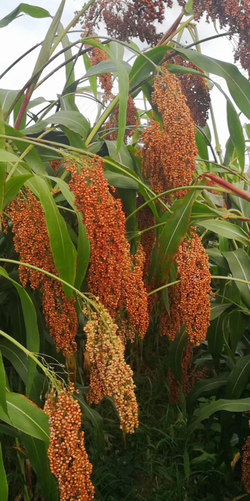 紅朝壹號 國眾酒:人民之酒 氣質(zhì)非凡(圖2) 紅朝壹號 國眾酒:人民之酒 氣質(zhì)非凡(圖2)