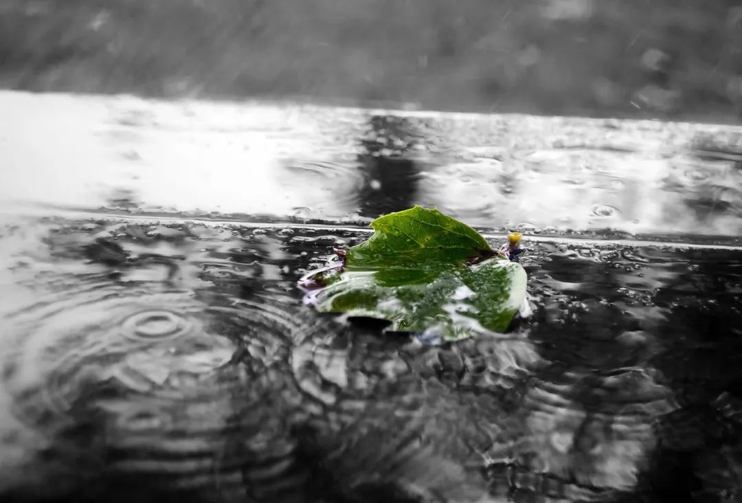 聽雨聞香，再喝一壺不求解渴的酒(圖2)